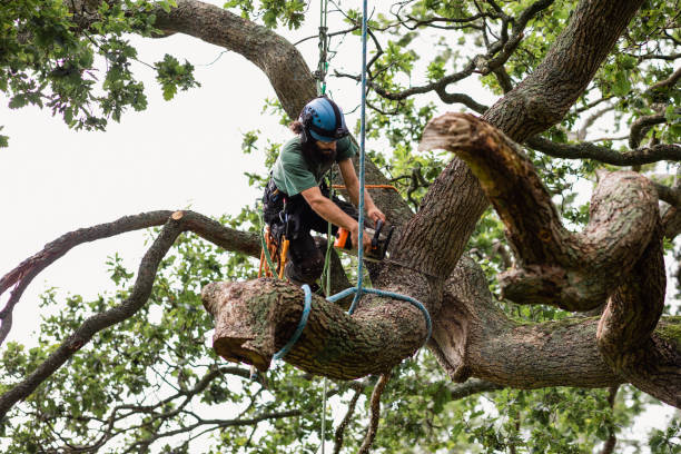 How Our Tree Care Process Works  in  Newcastle, CA