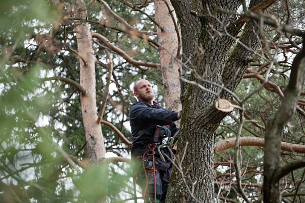 Reliable Newcastle, CA Tree Services Solutions